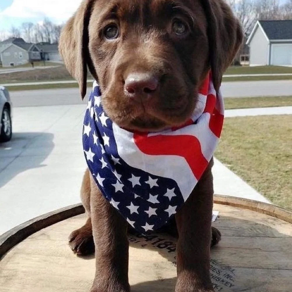 American Flag Red White and Blue Bandana for Pets